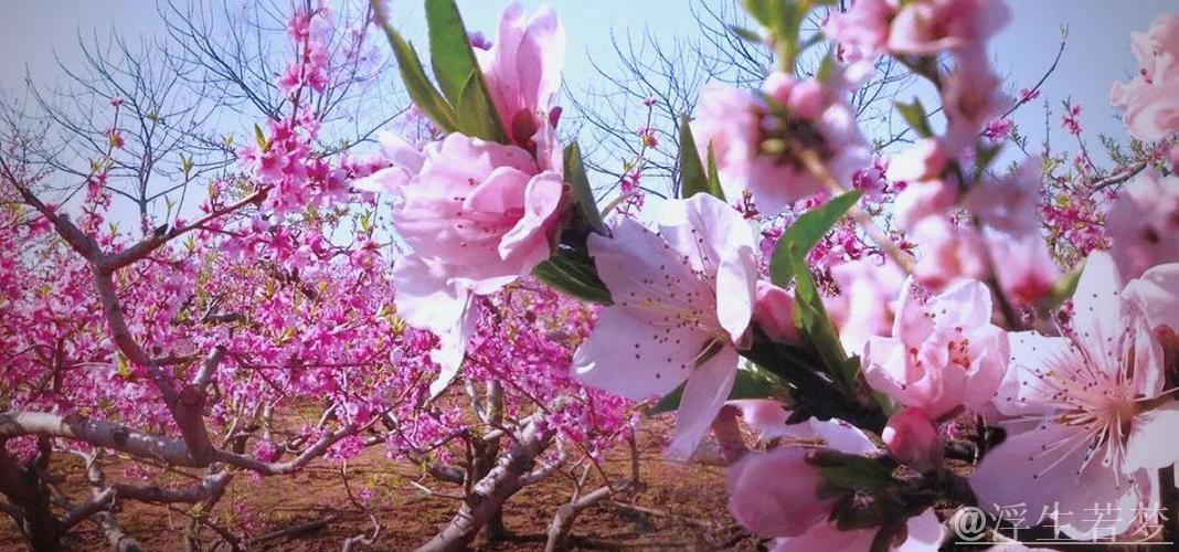 年轻教练充满活力,新疆之花绚丽绽放 年轻教练充满活力,新疆之花绚丽绽放